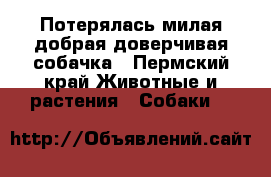 Потерялась милая добрая доверчивая собачка - Пермский край Животные и растения » Собаки   